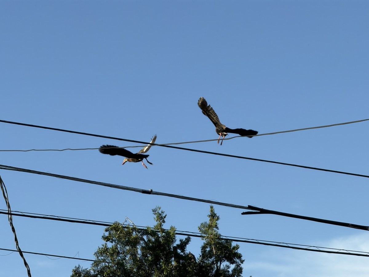 Two Black-bellied Whistling-Ducks taking flight from power lines above
the neighborhood.